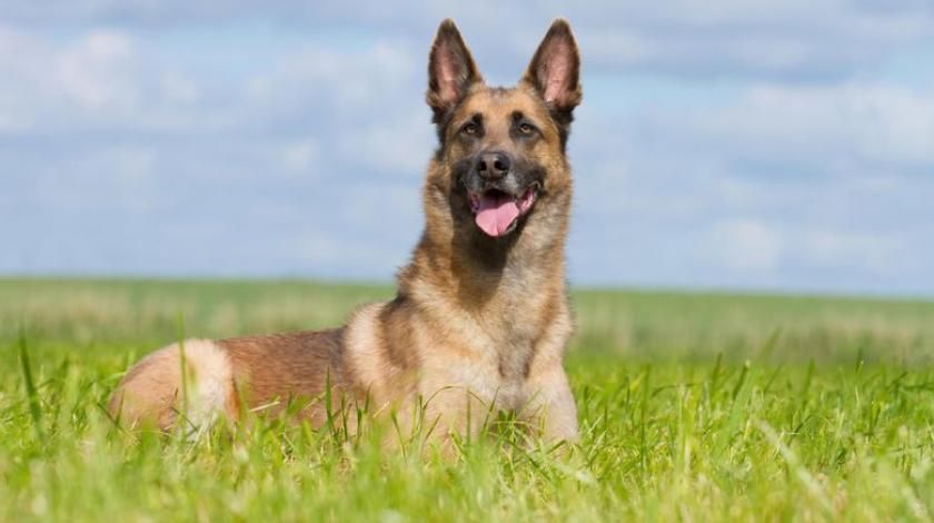 belgijski ovčar, napad, dječak