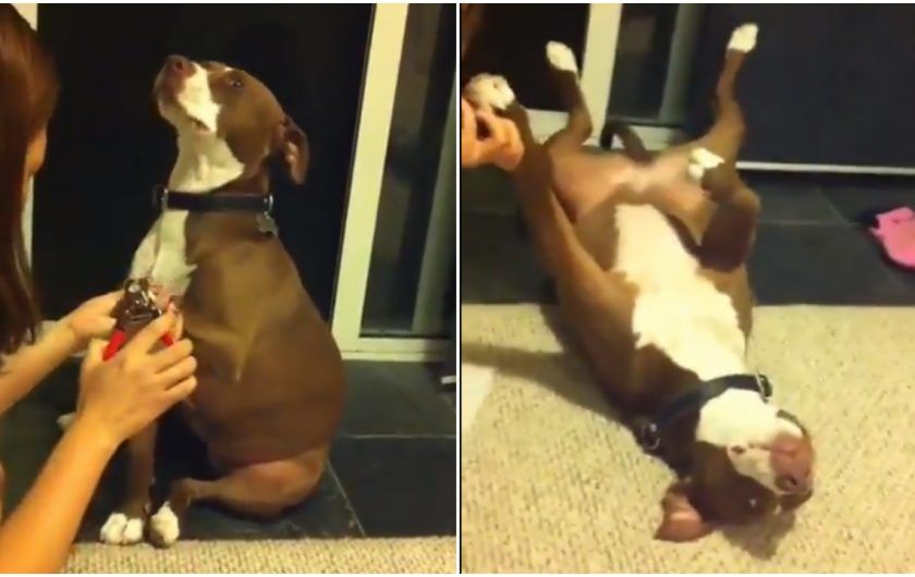 pit bull, Pas, video, zabava