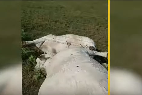 bizarna nesreća, SAD, stradalo stado krava, teksas, udar groma