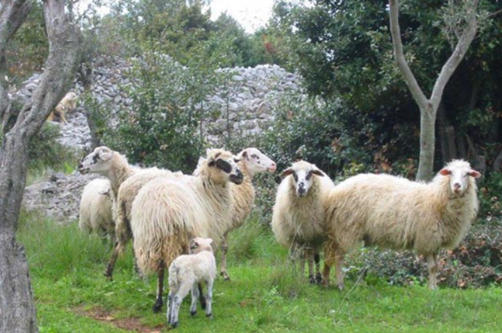 radišići, stočarstvo