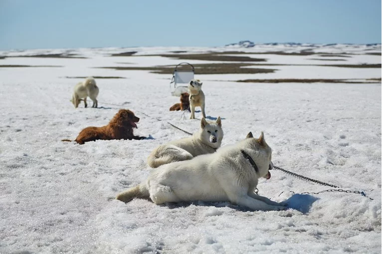 grenland, otapanje leda , psi za vuču