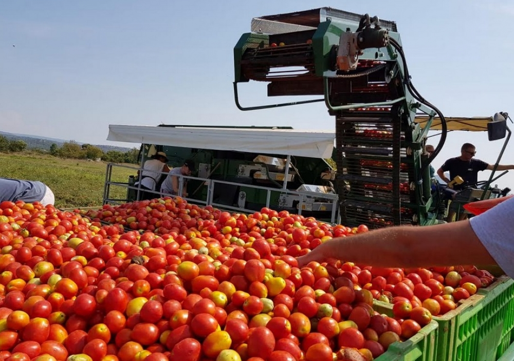 Hercegovina, industrijska rajčica