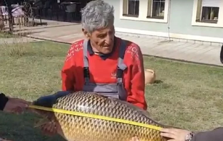 apatin, šaran , josip šuvak