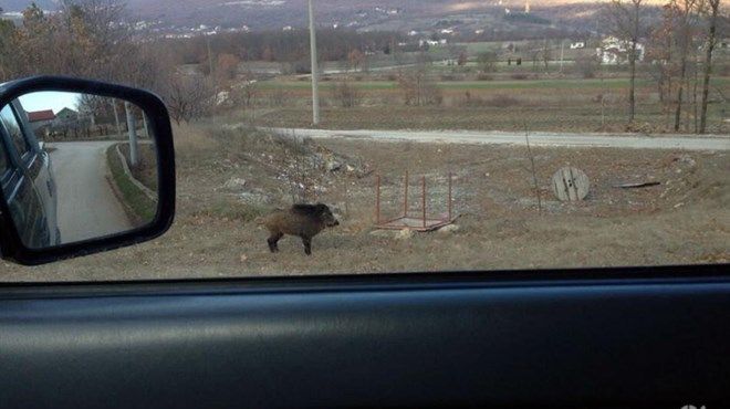 divlja svinja, prometna nesreća