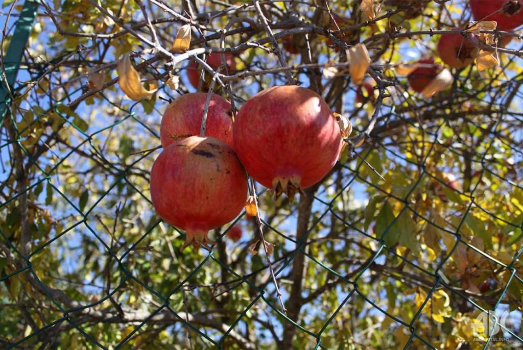 uzgajivači, šipak, Hercegovina
