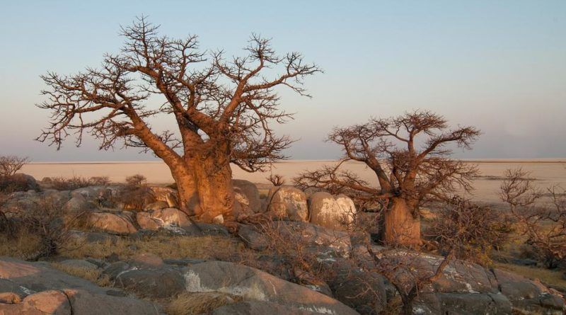 kolijevka , čovječanstvo