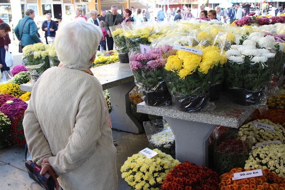 krizanteme, blagdan svi sveti