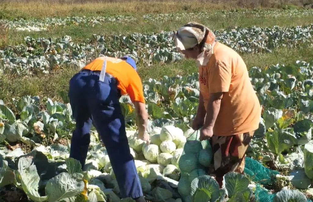 kupus, GornjI Vakuf/Uskoplje