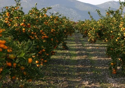 Opuzen, mandarine, neretvanske mandarine