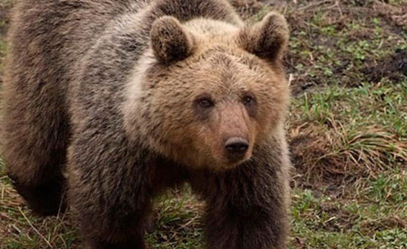 HBŽ, Kupres, medvjedi