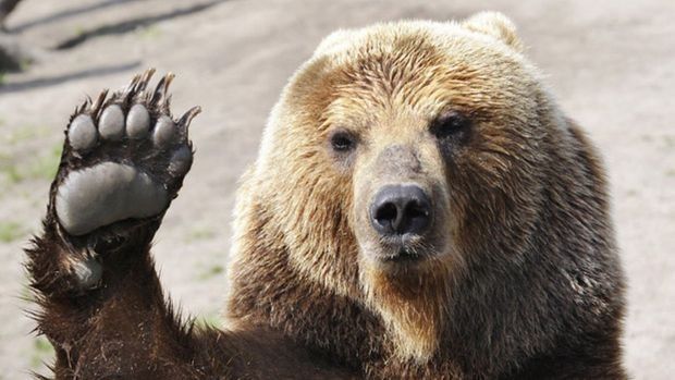 medvjed, košnice, Kupres