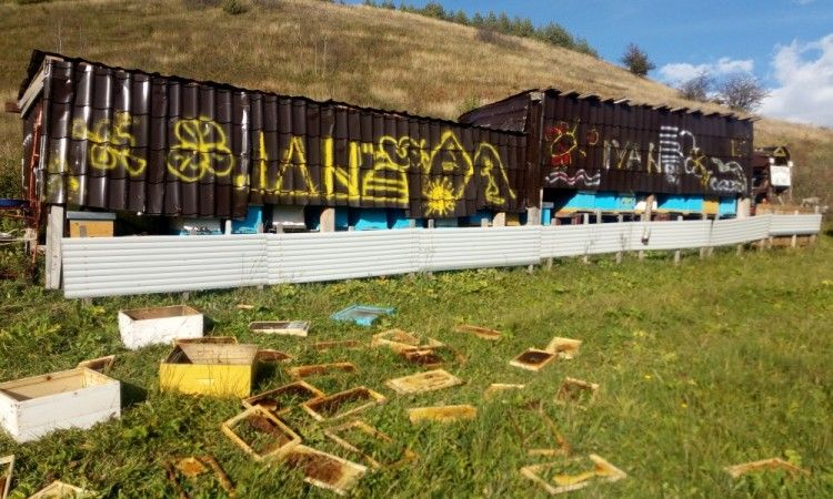 Kupres, medvjed, pčele