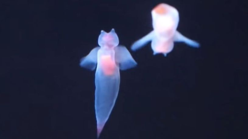 plivajući puževi, čiovo