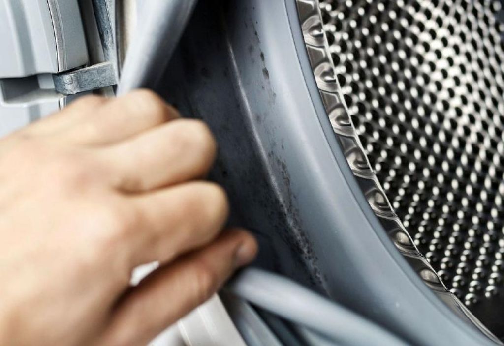 perilice rublja, bakterije