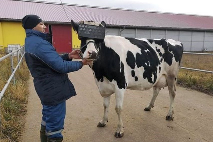 Ruska farma krava