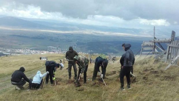 Kupres, učenici, smreka