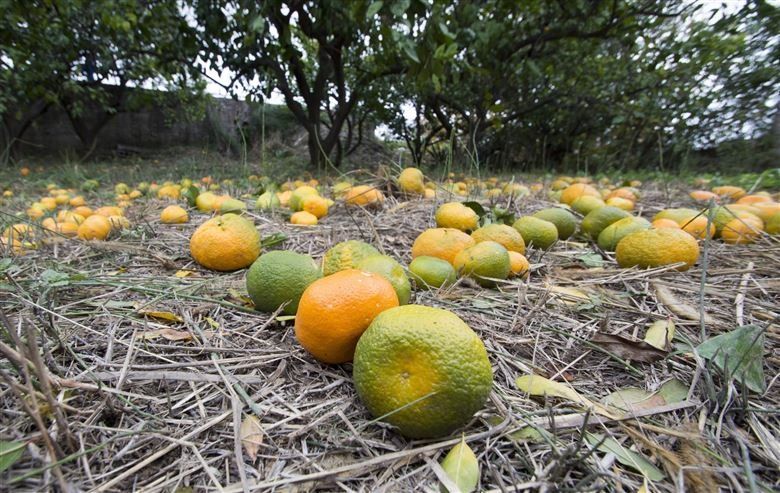 voćari, mandarine, otkup, mandarine, neretvanske mandarine, dnevnice