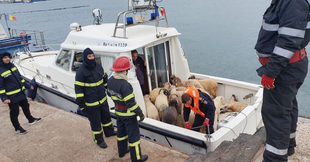 ovce, brod, spašavanje