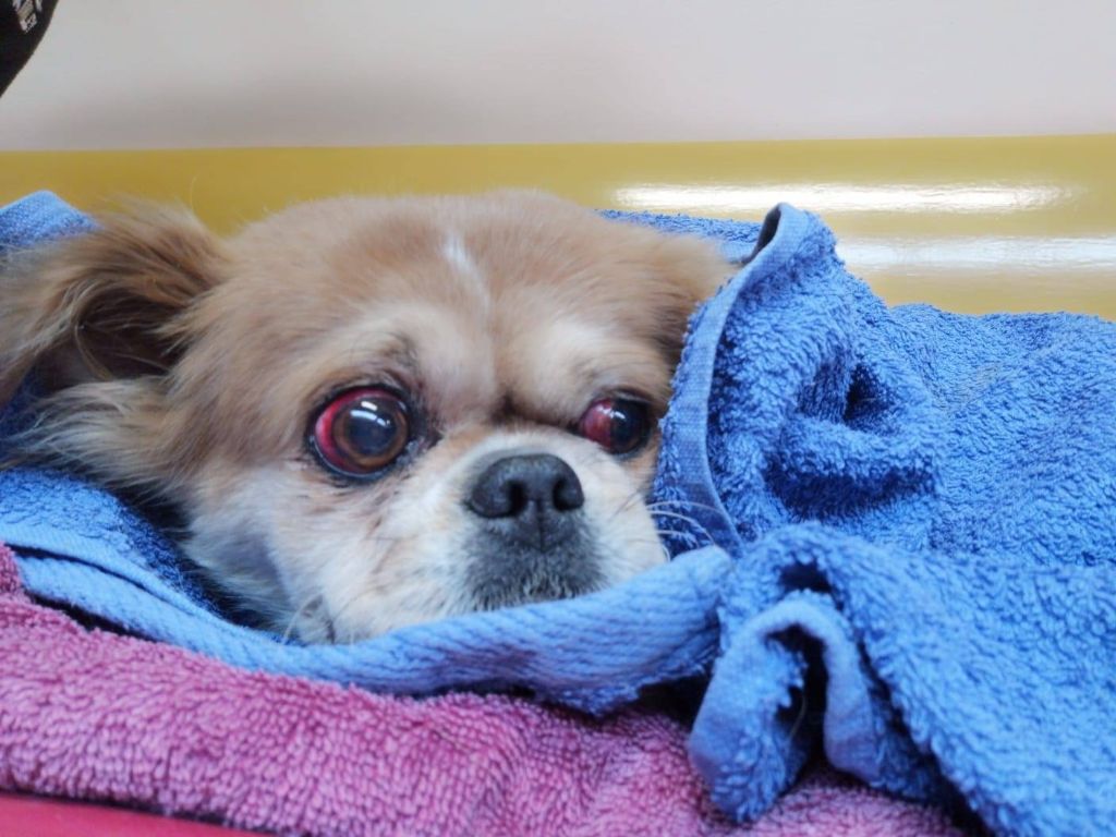 kujica , silovana, zaprešić