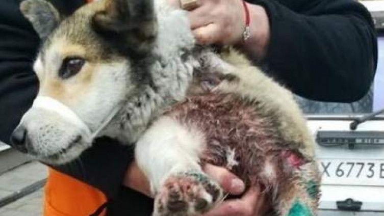 Pas, zlostavljanje, Ukrajna