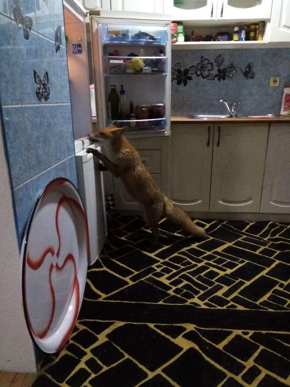 kućni ljubimci, lisica