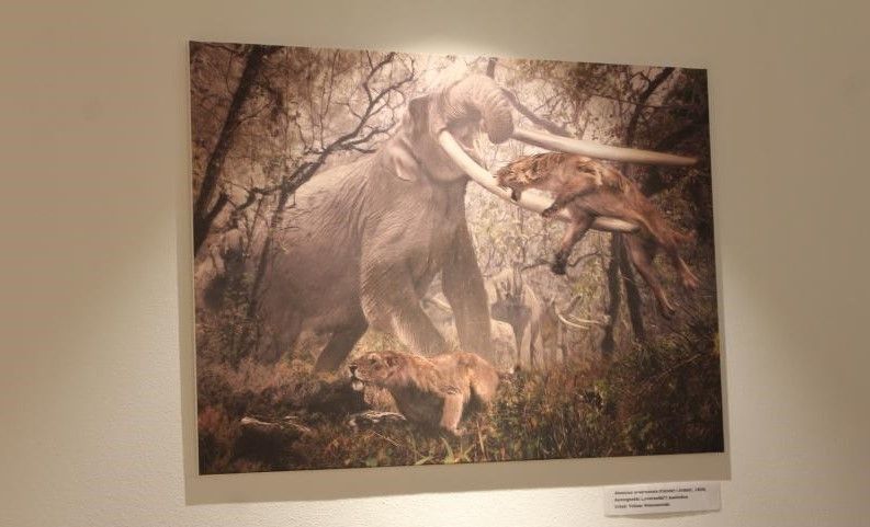 Tomislavgrad, vodiči