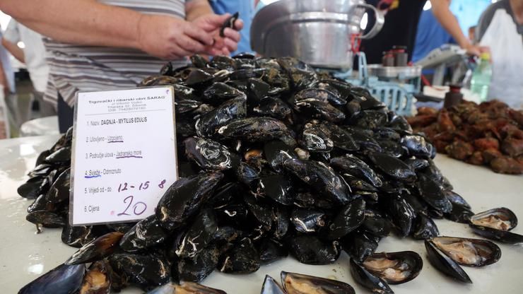 karcinom, dagnje, RAK, Tihi ocean, Atlantski ocean