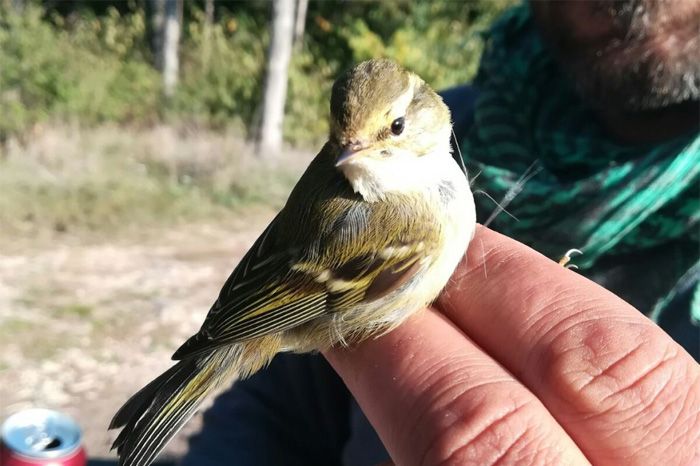 ptica, Zviždak, Hutovo blato