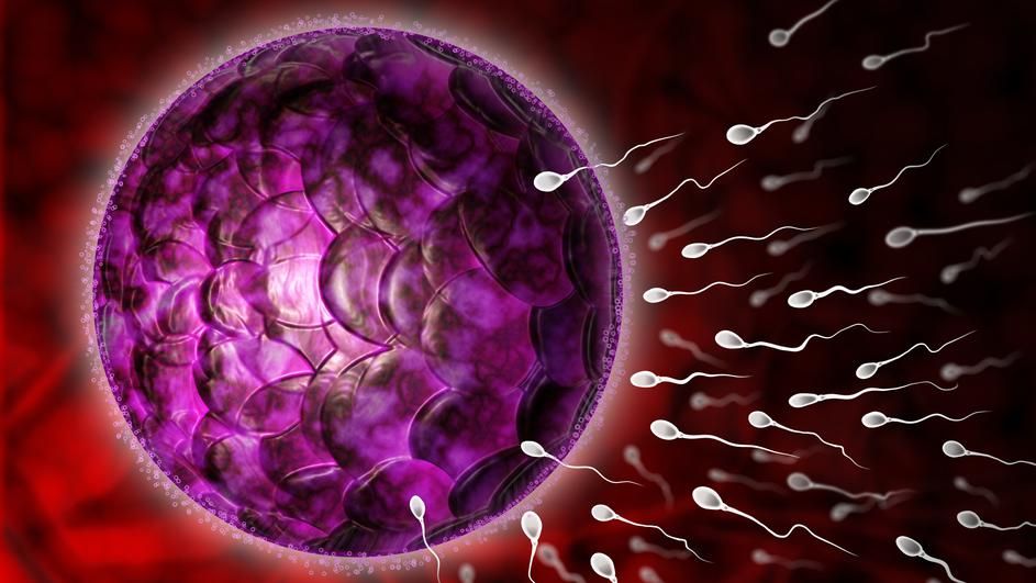 koštana srž, donor , laboratorij 