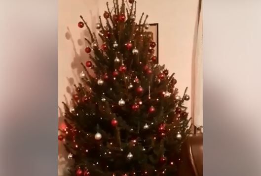 Božićni bor, Imotski, Mercedes