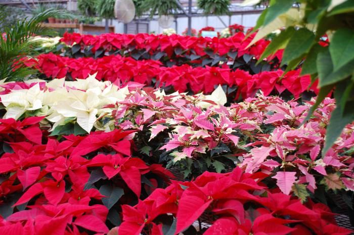 božićna zvijezda, cvijet, prosinac, Božić