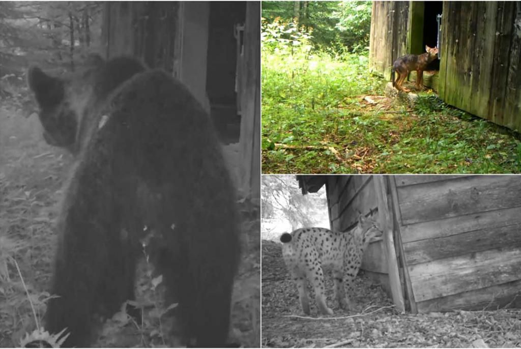 divlje životinje, Hrvatska, gradovi