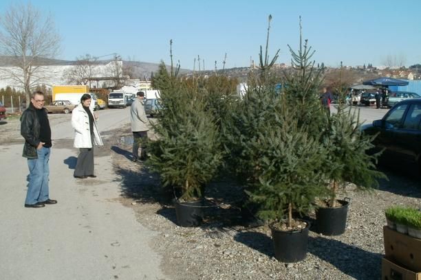 Hrvatska, HGK, izvoz, božićna drvca