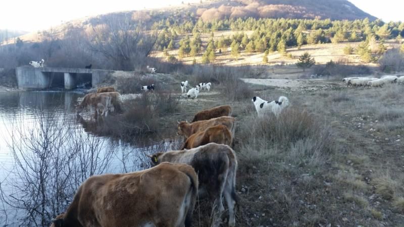 Ljuban Gudelj, duvno, farmer, otac šestoro djece, stočni proizvodi