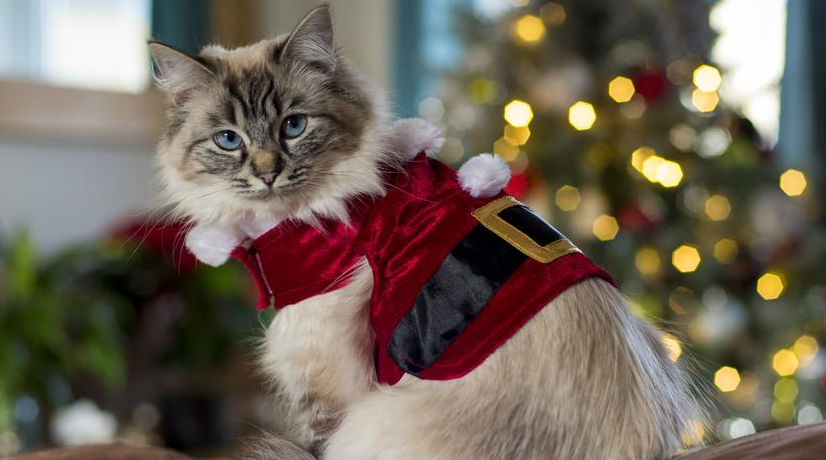 mačke, Božić