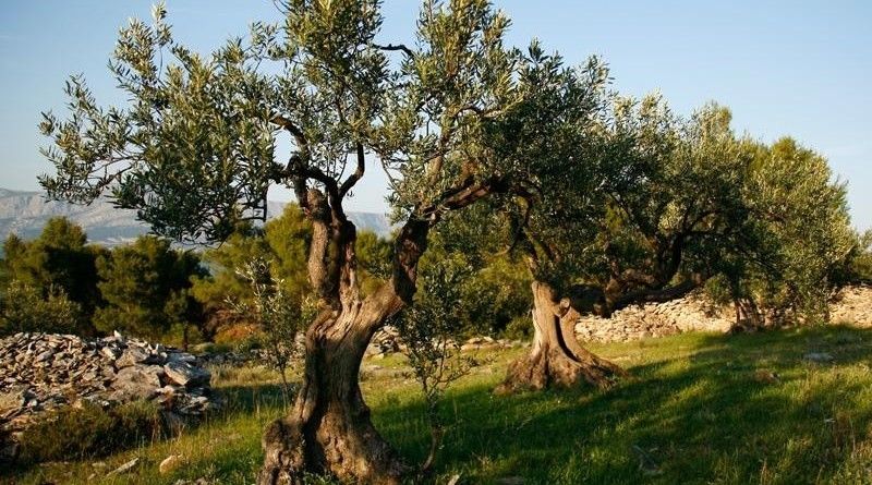 masline, smilje, Hercegovina