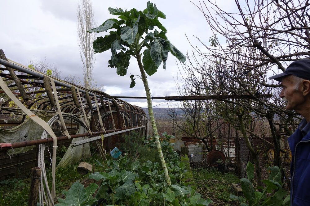 raštika, dalamcija , hrana