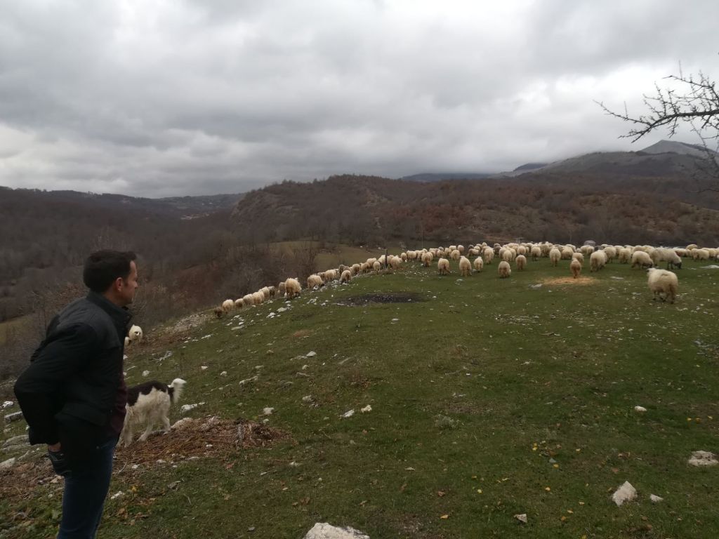 Konjic, profesor, stočarstvo