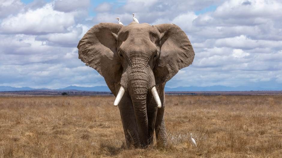 lovci, slon , ukinute dozvole
