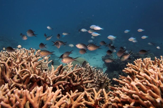 ekologija, zabrana, Arhipelag Palau, Mikronezija, okoliš