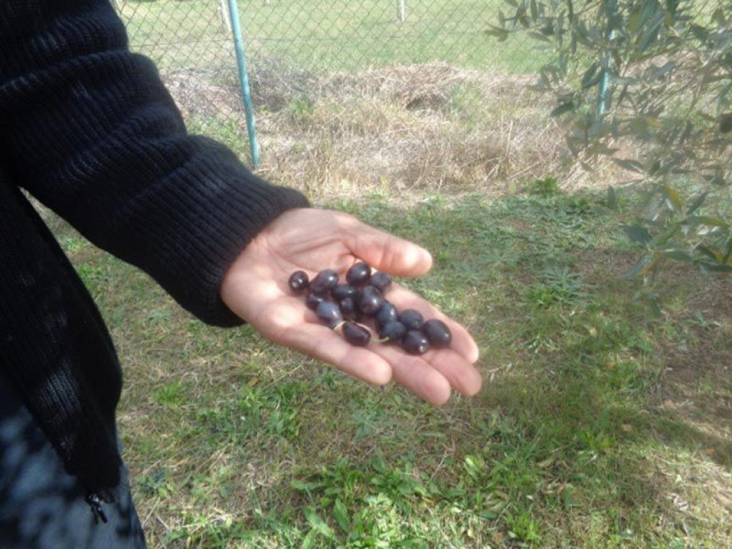 masline, uzgoj, maslinarstvo, Hercegovci