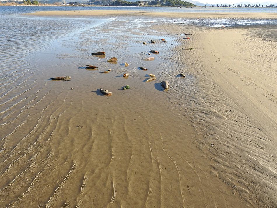 ušće neretve, pomor, zaštićene školjke , jadran