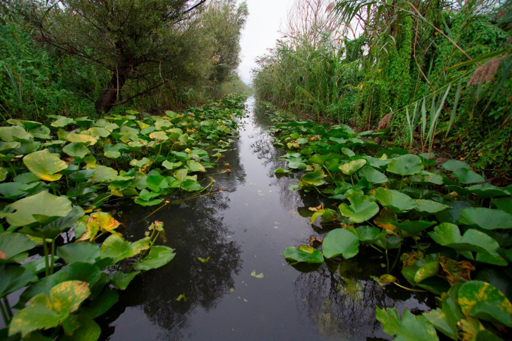 Hutovo blato, močvare, livanjsko polje , Hutovo blato