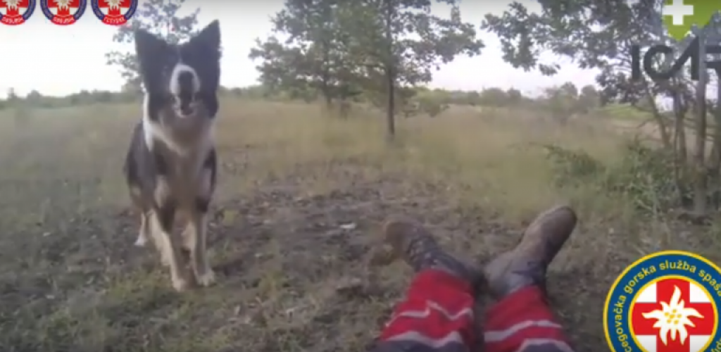 Pas Floki heroj iz Čapljine