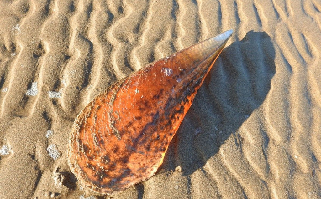 Ušće Neretve/Pomor periski