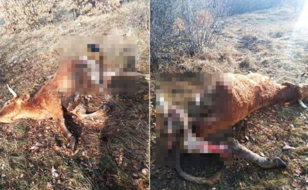 Tomislavgrad - Vuk i krava