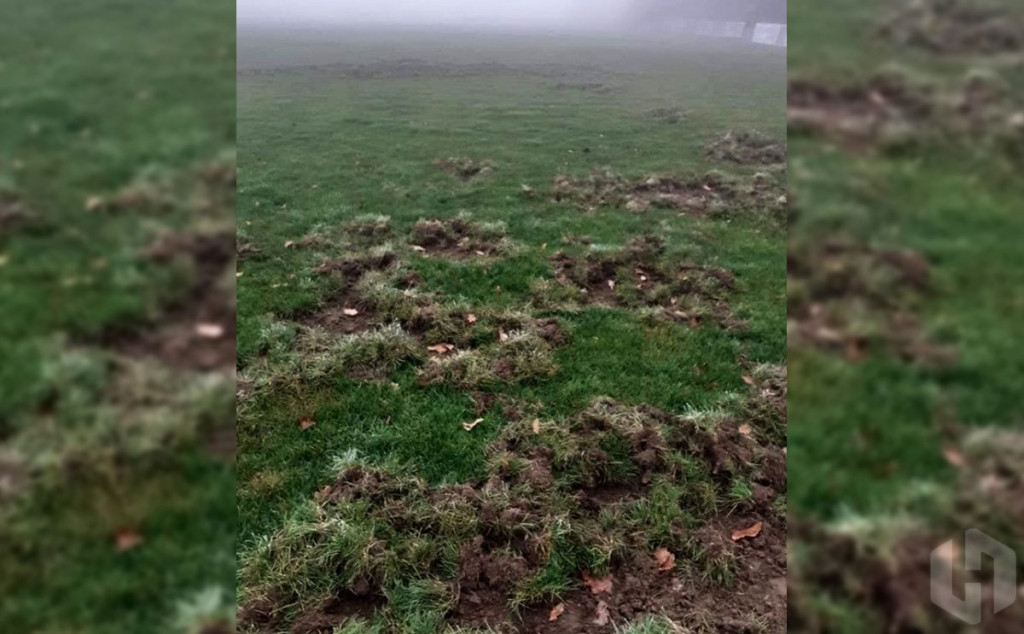 Divlje svinje uništile nogometni travnjak