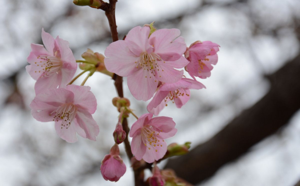 Procvala japanska trešnja