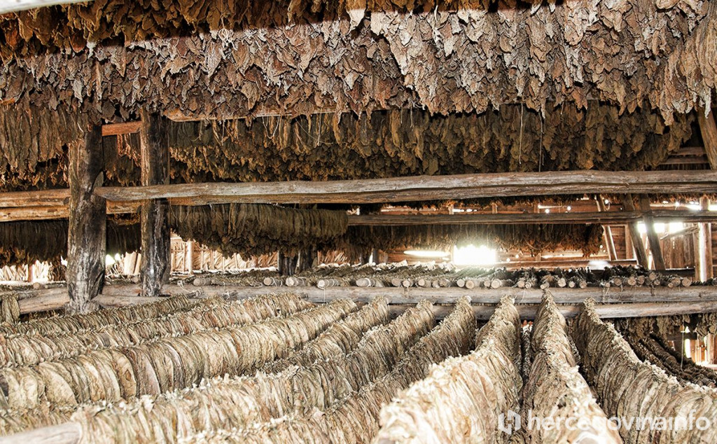 Hercegovački duhan škija