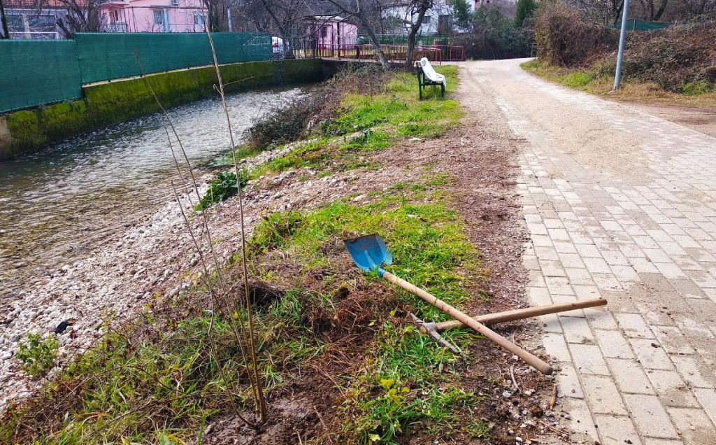 Sadnja platana uz Radobolju